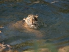 Die beiden Tiger haben den Schwimmtest bestanden. Foto: Smithsonian's National Zoo