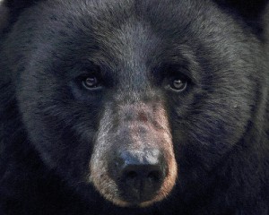 Grizzly greift Jäger an Photo Credit: gainesp2003 via Compfight cc