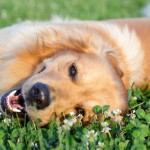 Mysteriöses Virus tötet Hunde binnen 48 Stunden