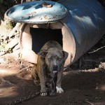 Kampfhunde aus grausigen Zuständen gerettet