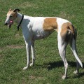 Ein Hund der Rasse Greyhound wie dieser ging bei Air Canada verloren. Foto: Wikipedia