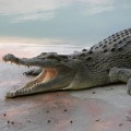 Der Alligatoren-Mann: Immer noch ein Rätsel in Texas © Horst Petzold