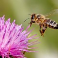 "Killer-Bienen" haben in Kalifornien eine Frau rund 1000 Mal gestochen Foto: Wikipedia
