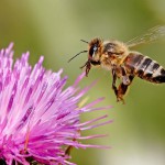 1000 Stiche überlebt! 71-Jährige wurde von Killer-Bienen angegriffen