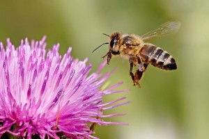 "Killer-Bienen" haben in Kalifornien eine Frau rund 1000 Mal gestochen Foto: Wikipedia 
