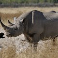 Das Schwarze Nashorn ist extrem gefährdet, eine weitere Unterrasse ist ausgestorben. Trotzdem wollen Jäger ein Exemplar töten. Foto: Wikipedia