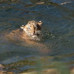 Washington: Auch kleine Tiger müssen schwimmen lernen