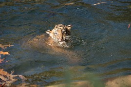 Dieser Tiger hat den Schwimmtest bestanden. Foto; Smithsonian's National Zoo.