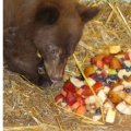 Das ist der kleine Bär, der mit Hühnern in deren Stall lebte © Northern Lights Wildlife Shelter