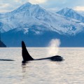 Das ist ein frei lebender Orca: Eine Gruppe dieser Tiere machte jetzt Jagd auf Seelöwen © Alexey Gnezdilov