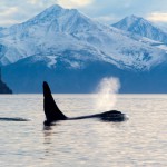 Dramatisches Video: Killer-Wale jagen Seelöwen