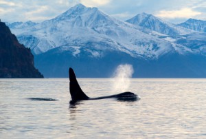 Das ist ein frei lebender Orca: Eine Gruppe dieser Tiere machte jetzt Jagd auf Seelöwen © Alexey Gnezdilov