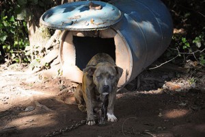 Hunde beißen Nachbarin tot  Foto: ASPCA